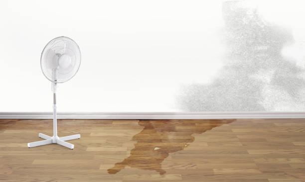 Best Water damage restoration company  in Morgantown, WV